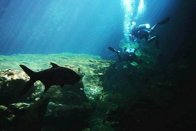 Discover Scuba Diving at Casa Cenote - The underwater experience up to 7m/21ft: what you actually do