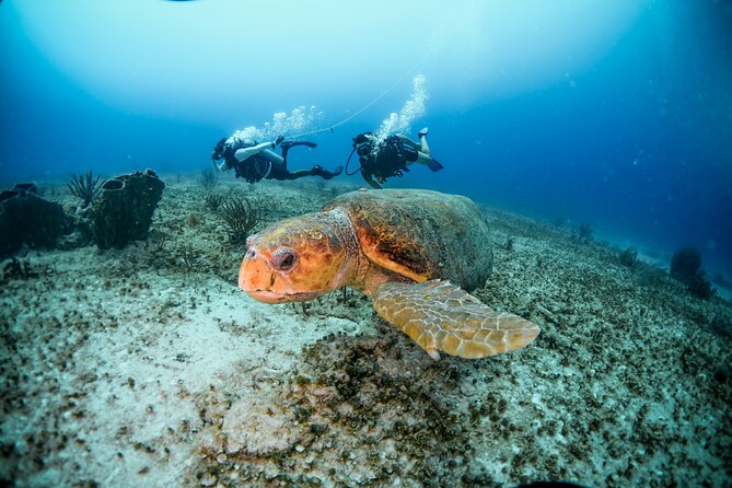 Discover Scuba Diving & Beach Club with Transportation In Riviera Maya - What actually happens during the training