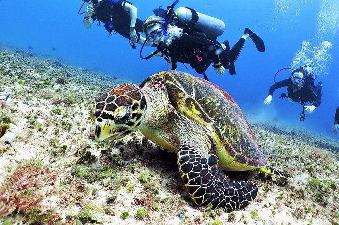 Discover Scuba Diving Course in Playa del Carmen with Two Coral Reef Dives - What Makes the Reef Time Feel Beginner-Friendly