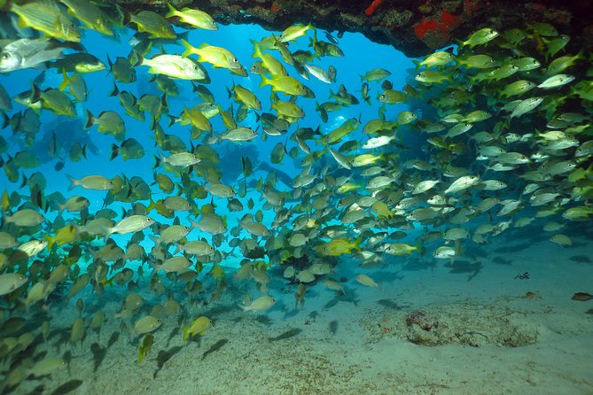 Discover Scuba Diving Course in Playa del Carmen with Two Coral Reef Dives - Price and Value, Plus the Extra Fees to Budget