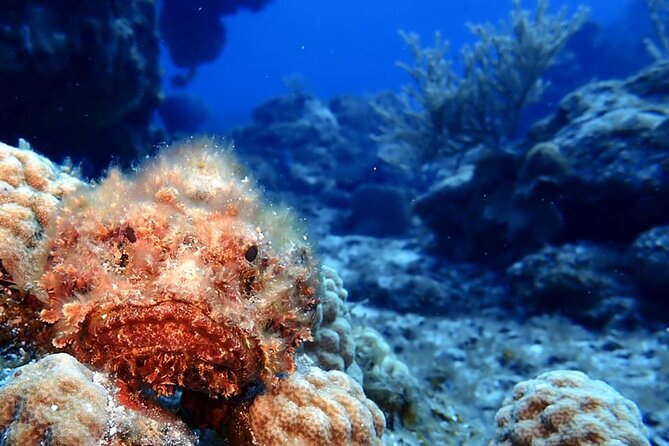 Discover Scuba Diving in Cozumel - Small groups, English instruction, and instructors like Daniel, Rita, and Renatta