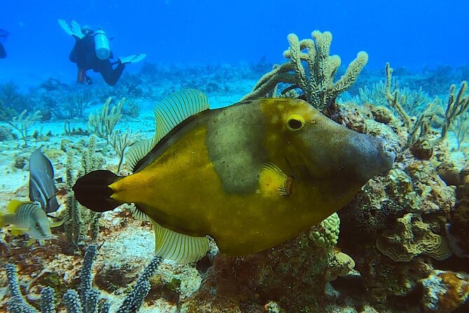 Discover Scuba Diving in Cozumel - Should you book this Cozumel intro scuba session?