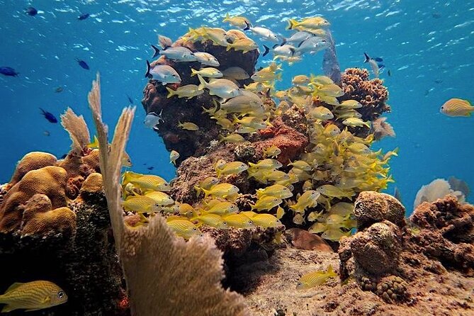 Discover Scuba Diving in Cozumel Paradise Reef - Your PADI-style prep: the video you watch before you arrive