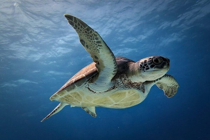 Discover Scuba Diving in Cozumel Paradise Reef - Second session at Paradise Reef: more time, more life