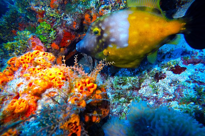 Discover Scuba Diving PADI in Playa del Carmen including underwater video - Entering the underwater world with two guided ocean sessions