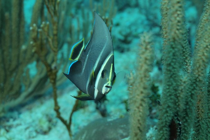 Discover Scuba Diving PADI in Playa del Carmen including underwater video - Underwater video: what to expect and why it’s worth having