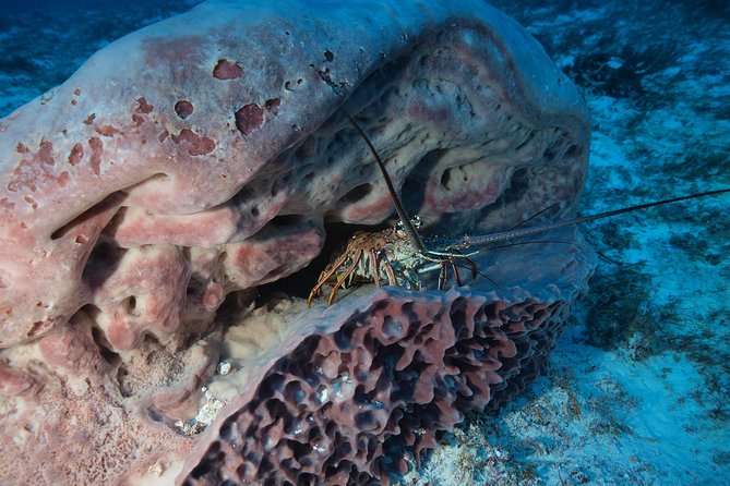 Discover Scuba Diving PADI in Playa del Carmen including underwater video - Transportation in Playa del Carmen, Cancun, and Riviera Maya