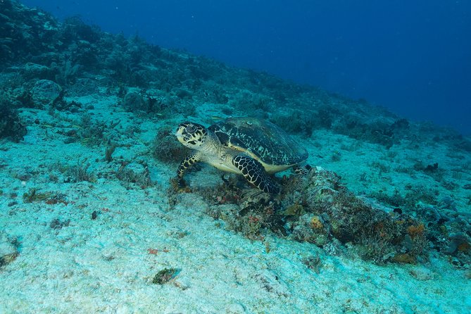 Discover Scuba Diving PADI in Playa del Carmen including underwater video - Price and value: what $200 really covers