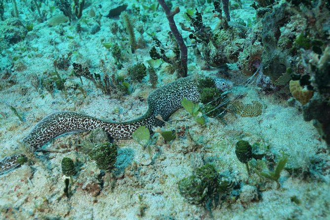 Discover Scuba Diving PADI in Playa del Carmen including underwater video - Equipment, coaching, and why a private group helps