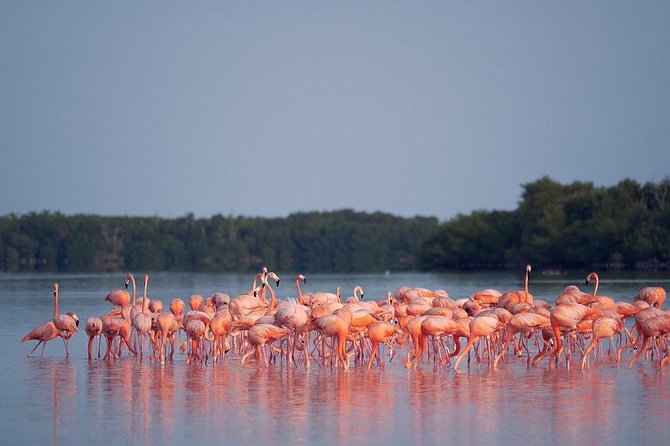 Discover the FABULOUS PINK WATERS at the Caribean (Las Coloradas+Río Lagartos) - Why Las Coloradas Gets Its Pink, and When It Might Look Less Pink