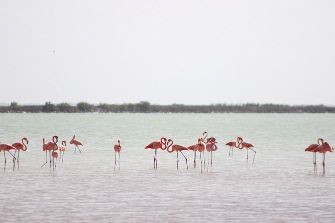 Discover the FABULOUS PINK WATERS at the Caribean (Las Coloradas+Río Lagartos) - Stop 1 at Las Coloradas: Salt Harvest Views, Photo Time, and the Local Guide Effect