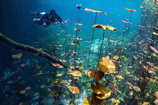 Dive into Tulum: Tour 3 Cenotes, from Riviera Maya - Guides, food, and the extras that make the day easier