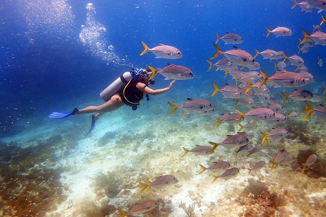 Diving in Cancun for Certified Divers | 2 Dives | All Inclusive - A 9:00 AM Start at Pescador, Then Back to Your Starting Point