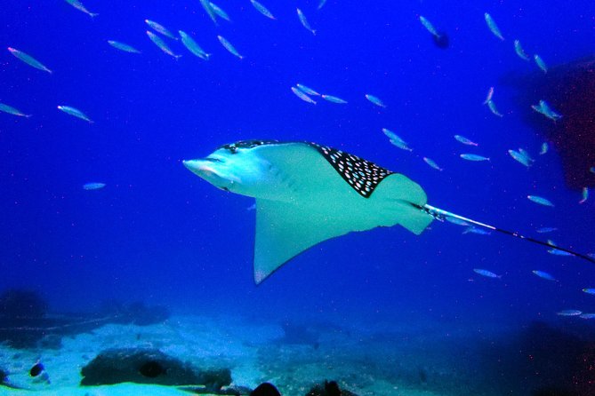 Diving in Cancun for Certified Divers | 2 Dives | All Inclusive - Private Guide and a Small Group Cap of 12 People