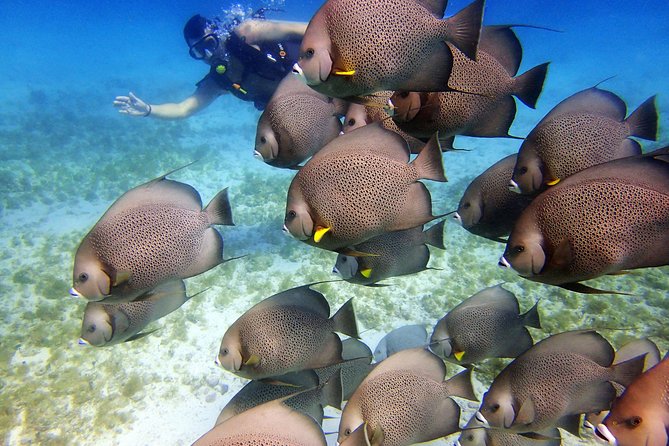 Diving in Cancun for Certified Divers | 2 Dives | All Inclusive - Included Gear, Snacks, and the Boat Comfort That Actually Affects You