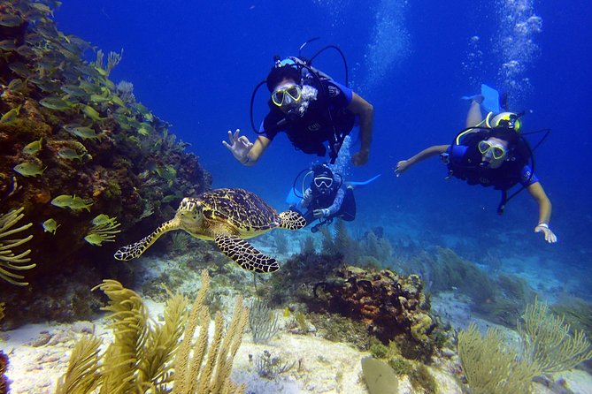 Diving in Cancun for Certified Divers | 2 Dives | All Inclusive - Should You Book This Two-Stop Certified Scuba Plan?