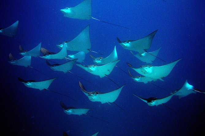 Diving in Cancun for Certified Divers | 2 Dives | All Inclusive - FAQ