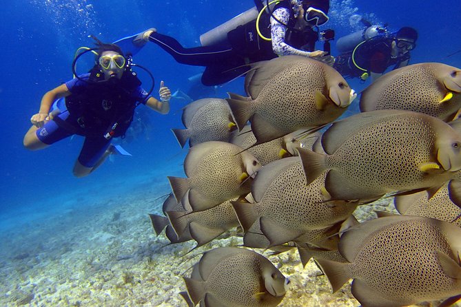 Diving in the Mexican Caribbean for Beginners | 2 Tanks 2 Dives | All Inclusive - Pool Skills: Where You Learn to Breathe and Control the Feel