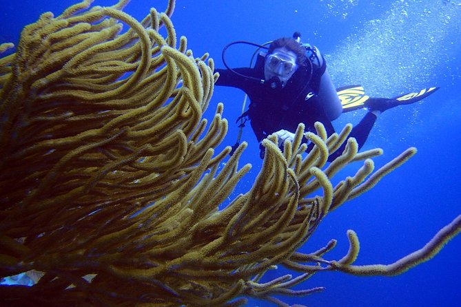 Diving in the Mexican Caribbean for Beginners | 2 Tanks 2 Dives | All Inclusive - Boat Ride, Buoys, and the First Real Underwater Descent