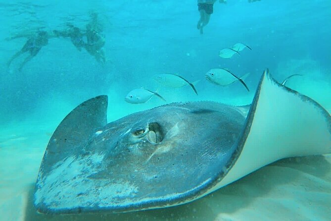 El Cielo Cozumel Snorkel Private Boat + Food + Drinks + Beach - Food and drinks in the water: ceviche, guacamole, fruit, beer