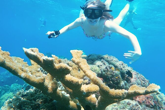 El Cielo Cozumel Snorkel Share Boat + Reefs + Food Drinks + Beach - Stop 1: Palancar Reef Area and the Coral Wall Feel