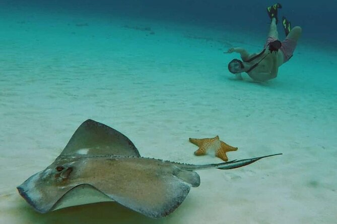El Cielo Cozumel Snorkel tour by Catamaran - Columbia Reef: guided water time plus serious wildlife potential