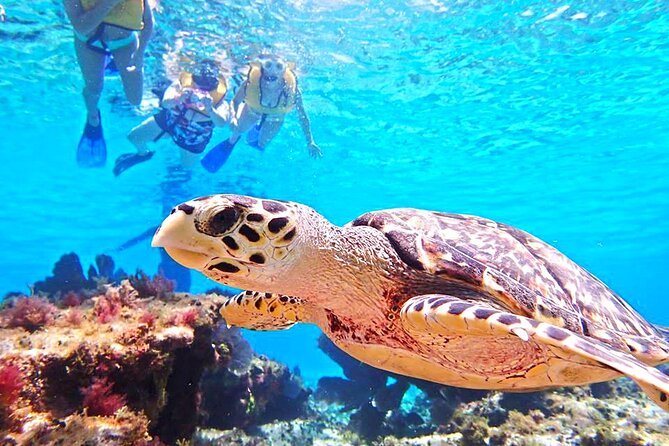 El Cielo Cozumel Snorkeling Tour - All-Inclusive - All-Inclusive: Meals, Drinks, and the Stuff That Can Be Weirdly Important