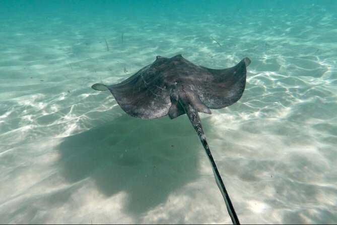 El Cielo Palancar and Columbia Snorkeling Tour - Price and what you get for your money