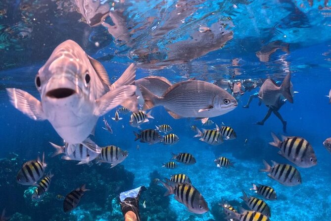 El Cielo Snorkeling Adventure in Cozumel - Stop 4 at El Cielito, Plus the Ride Back with Music
