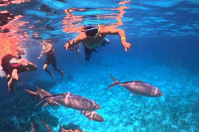El Cielo Snorkeling Adventure in Cozumel - What Is Included: Gear, Guide, Ceviche, Fruit, and Drinks