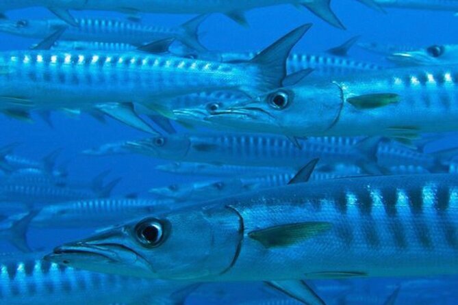 “Embark on a Professional and Passionate Scuba Diving Adventure!" - What to expect at the Caribbean water stop