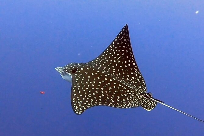 Enjoy two dives without previous experience with a boat trip - Reef One Inside Cozumel National Park: Wildlife Watching Starts Early