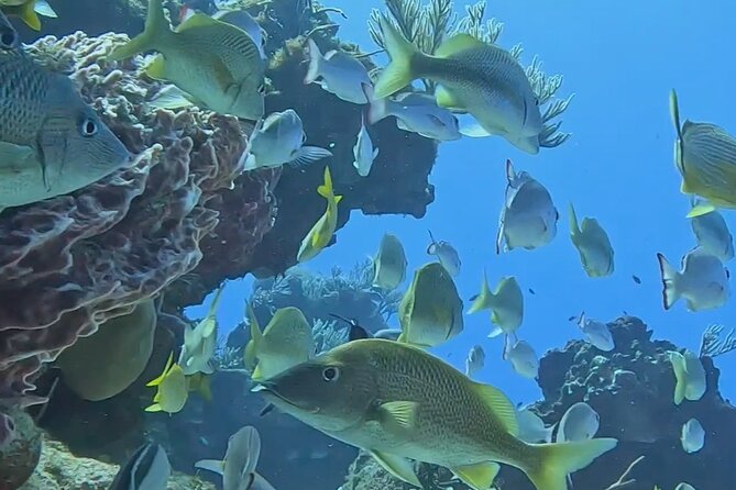 Enjoy two dives without previous experience with a boat trip - What You Likely See: Fish, Turtles, and That Calm Moment