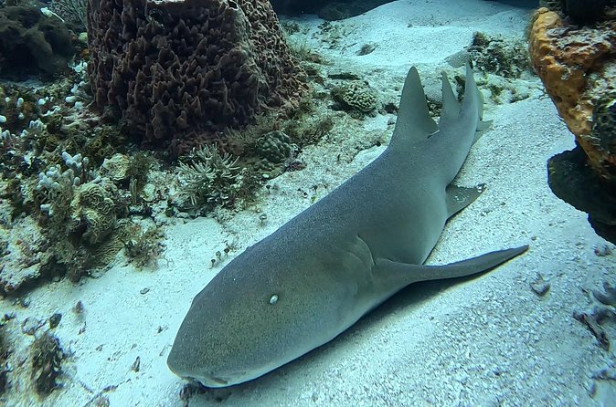 Enjoy two dives without previous experience with a boat trip - Price and Value: Is $227.43 Worth It?
