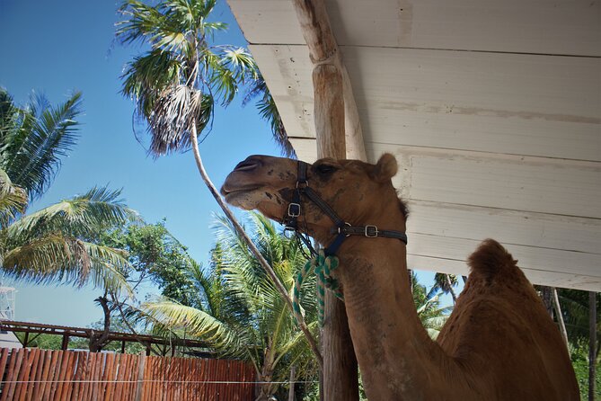 ENJOY UNIQUE CAMEL RIDE in Puerto Morelos with Transportation - The 15-minute instruction and mandatory helmet rules