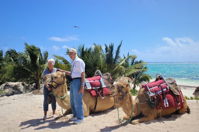 ENJOY UNIQUE CAMEL RIDE in Puerto Morelos with Transportation - The 45-minute camel caravan: Mayan jungle views to the beach