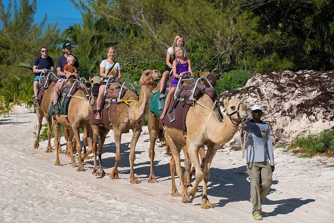 ENJOY UNIQUE CAMEL RIDE in Puerto Morelos with Transportation - Meet the camels the right way: docile, handled, and cared for