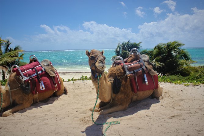 ENJOY UNIQUE CAMEL RIDE in Puerto Morelos with Transportation - The photographer moment: phones off, and photo prices can sting