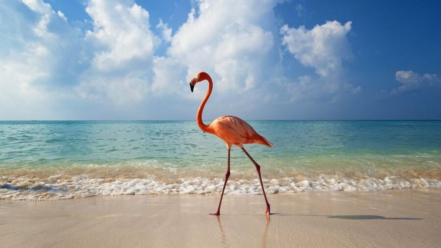 Exclusive Holbox: Yalahau, Punta Mosquito and Isla Pasion - Key things I’d plan for before you go