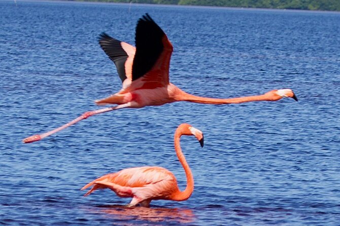 Excursion to Celestun Biosphere and Beach Day from Merida - Key things I’d watch for on this Celestún day trip