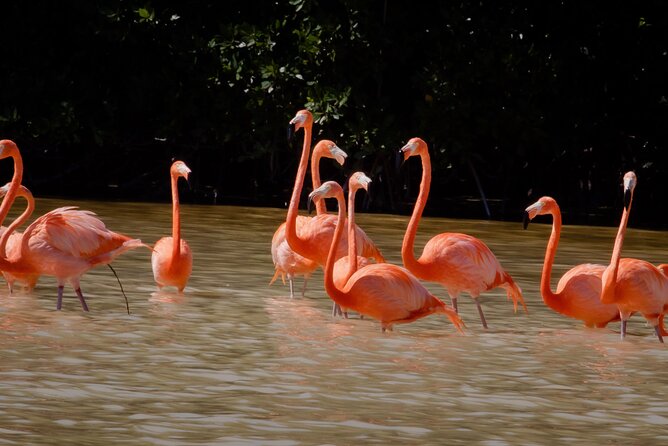 Excursion to Celestun Biosphere and Beach Day from Merida - Why Celestún feels like a great use of your Mérida day