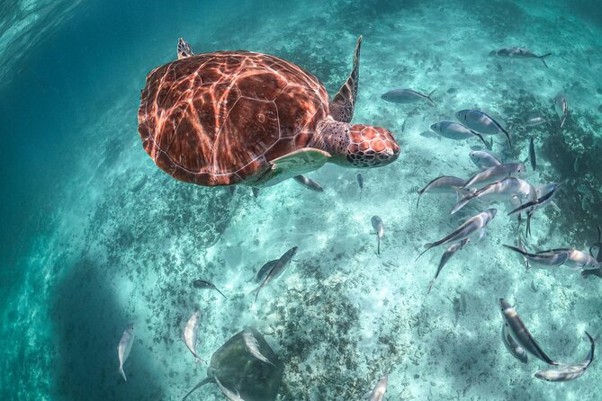 Exotik half a day tour: Cenote Cave and Swimming with Sea Turtles - Stop 1: Cenote Nohoch and the jungle-cave swim