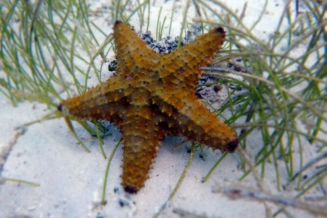 Experience Guided Snorkeling in Costa Maya - Should you book this guided snorkeling in Costa Maya?