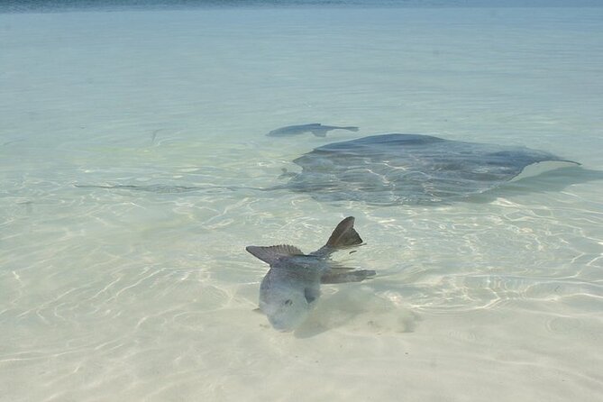 Explore Contoy Island - Beach buffet lunch and drinks, without packing a lunch