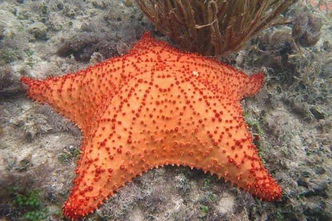 Explore Contoy Island - Snorkeling Ixlache Reef: gear, safety, and real conditions