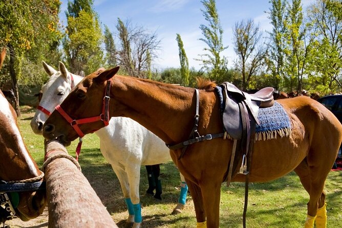 Extreme Horses Adventure with ATV, Ziplines & Cenote - Tequila Tasting, Snacks, and the Photo Package Reality