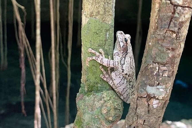 Five Cenotes Jungle Experience in the Riviera Maya - Safety gear that changes your comfort level, without taking over the fun