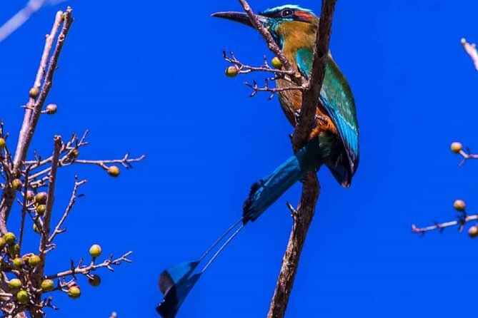 Five Cenotes Jungle Experience in the Riviera Maya - What the lunch add-on really means at Lara&Luca Playa del Carmen