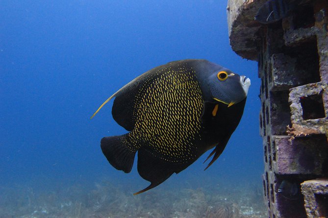 For certified Divers Experience the Under Water Museum and the Manchones Reef - How this Underwater Museum plus Manchones Reef route feels in real time