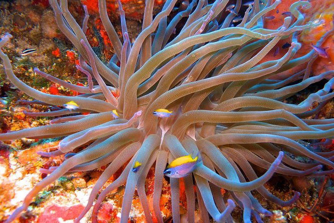 For certified Divers Experience the Under Water Museum and the Manchones Reef - Your second underwater stop: Manchones Reef and the marine life focus